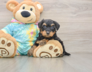 7 week old Yorkie Poo Puppy For Sale - Premier Pups