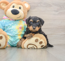 8 week old Yorkie Poo Puppy For Sale - Premier Pups