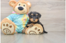 Petite Yorkie Poo Poodle Mix Pup