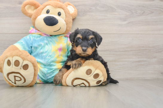 Petite Yorkie Poo Poodle Mix Pup