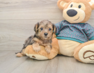 9 week old Yorkie Poo Puppy For Sale - Premier Pups