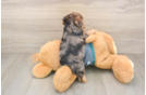 Best Yorkie Poo Baby