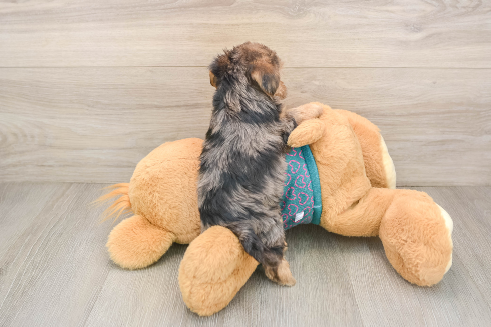 Best Yorkie Poo Baby