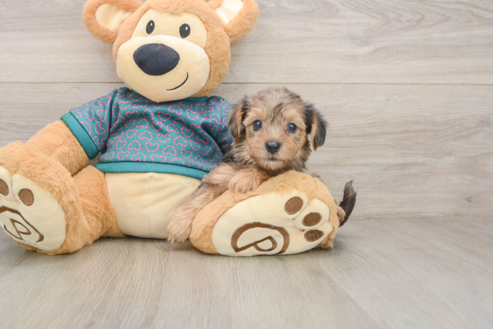Yorkie Poo Pup Being Cute