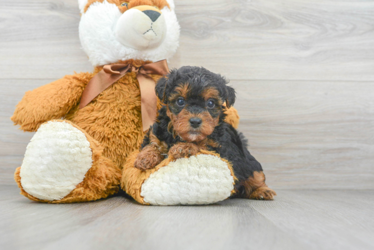 Cute Yorkie Poo Baby