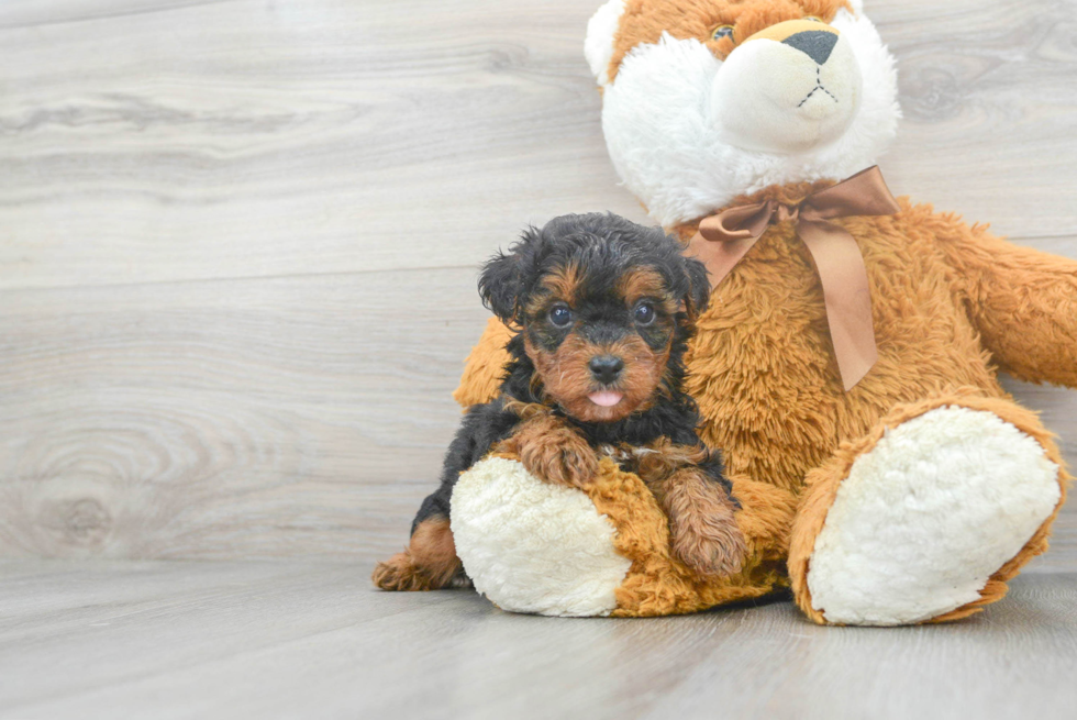 Yorkie Poo Puppy for Adoption