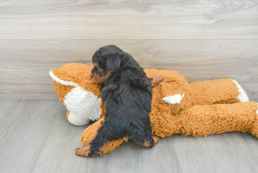 Yorkie Poo Puppy for Adoption