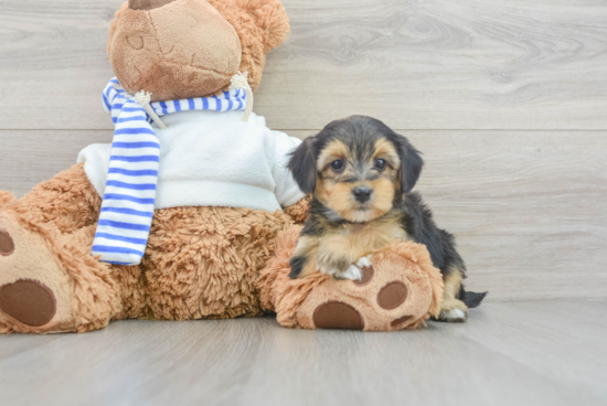 Yorkie Poo Pup Being Cute