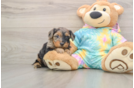 Yorkie Poo Puppy for Adoption