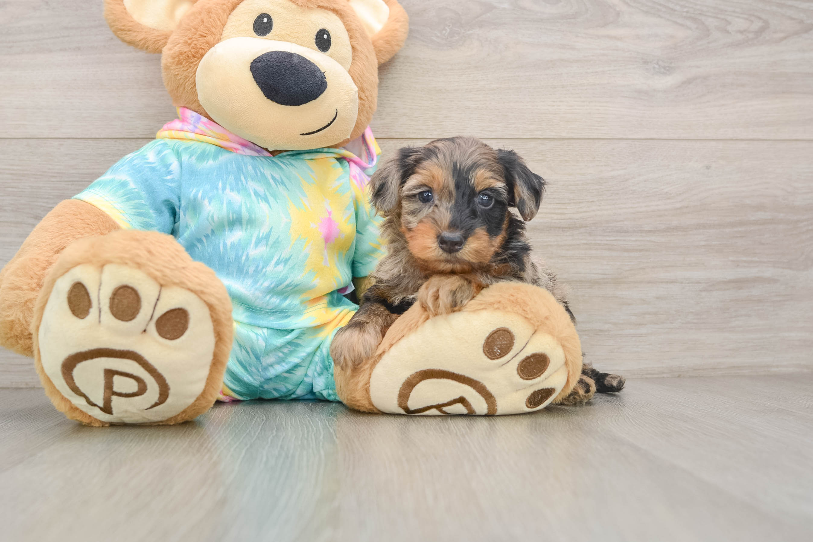 Best Yorkie Poo Baby