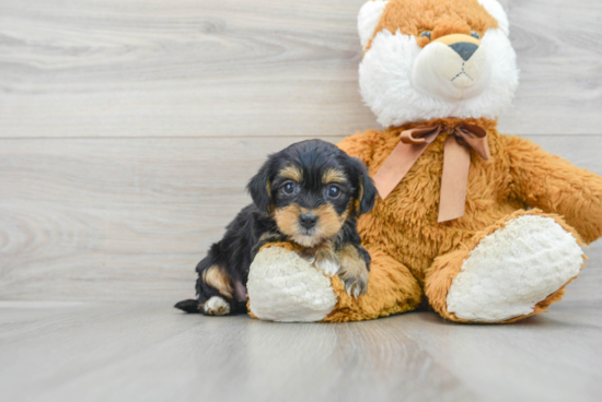 Friendly Yorkie Poo Baby