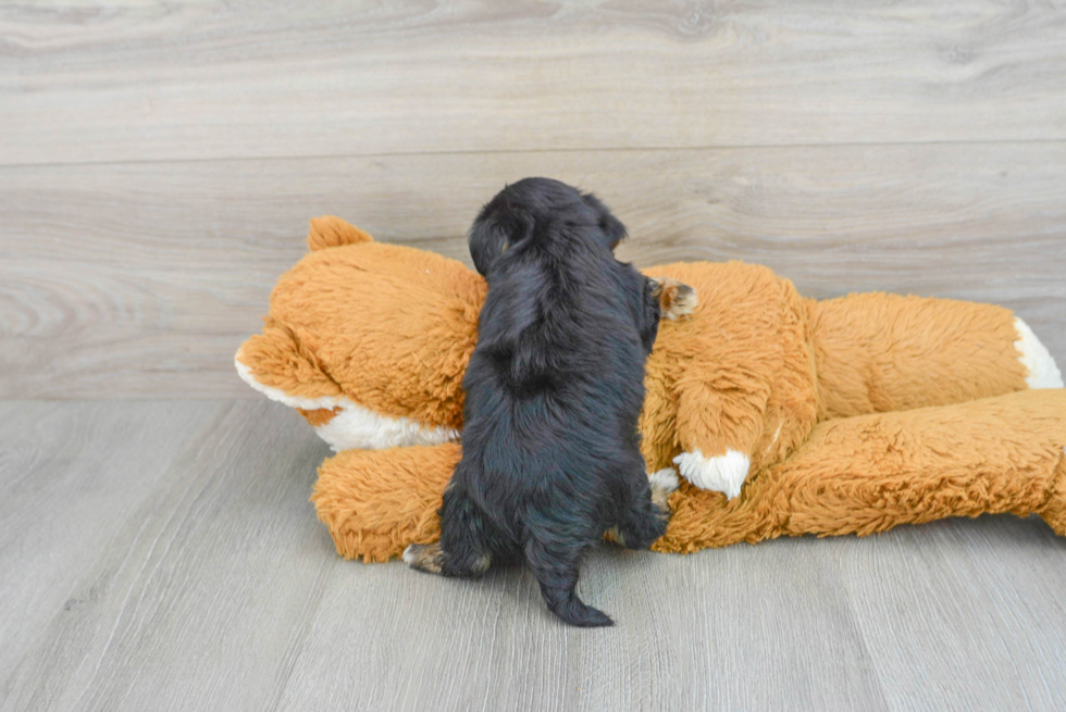 Yorkie Poo Pup Being Cute