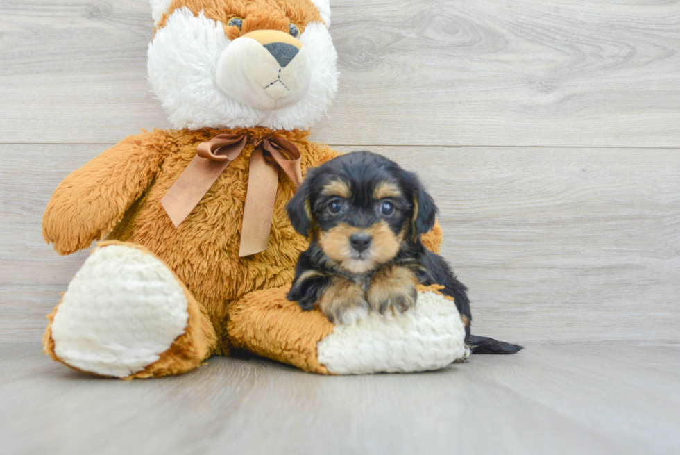 Funny Yorkie Poo Poodle Mix Pup