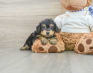 8 week old Yorkie Poo Puppy For Sale - Premier Pups