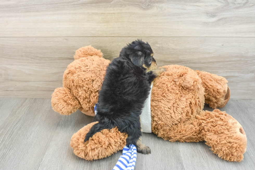 Yorkie Poo Puppy for Adoption