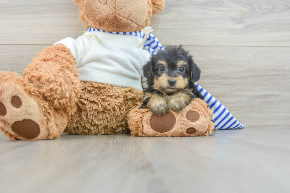 Friendly Yorkie Poo Baby