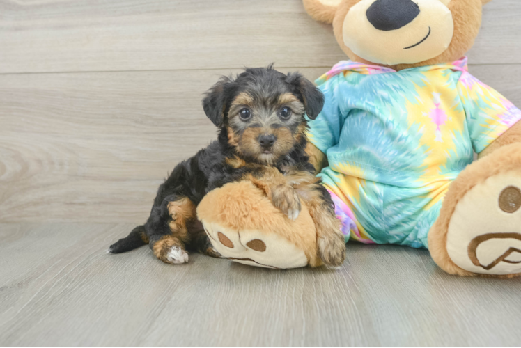 Hypoallergenic Yorkie Doodle Poodle Mix Puppy