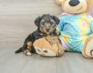 8 week old Yorkie Poo Puppy For Sale - Premier Pups
