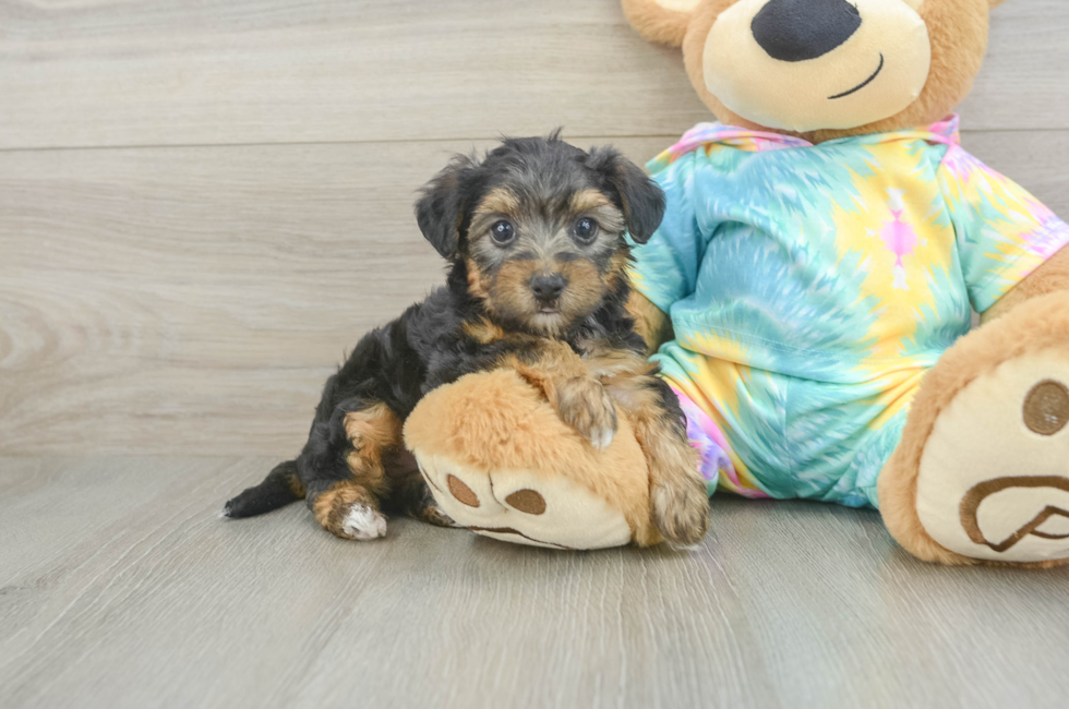 5 week old Yorkie Poo Puppy For Sale - Premier Pups