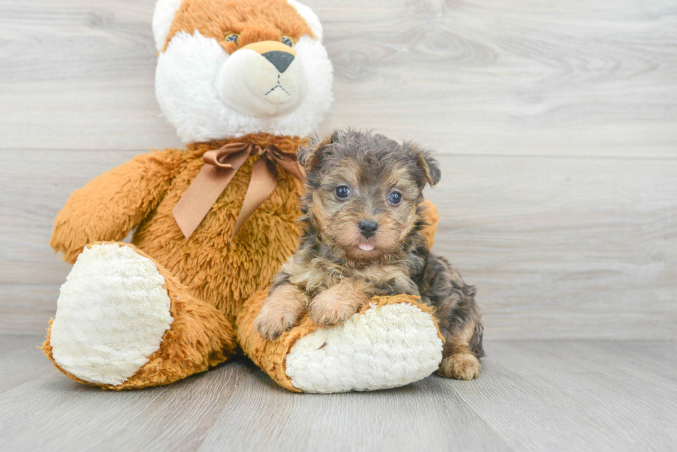 Yorkie Poo Pup Being Cute