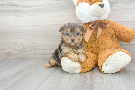 Best Yorkie Poo Baby