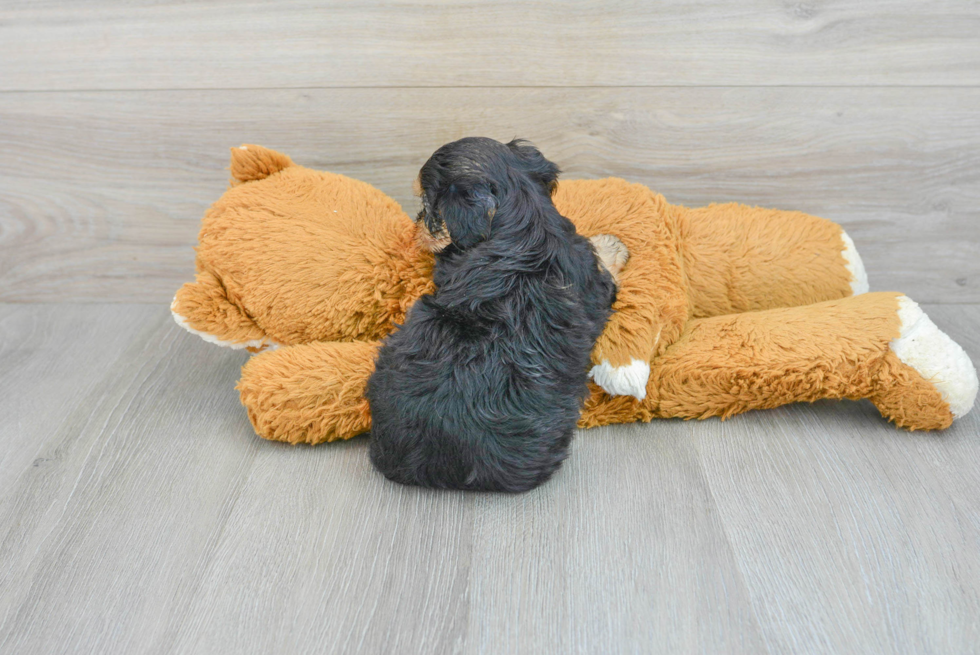 Yorkie Poo Pup Being Cute