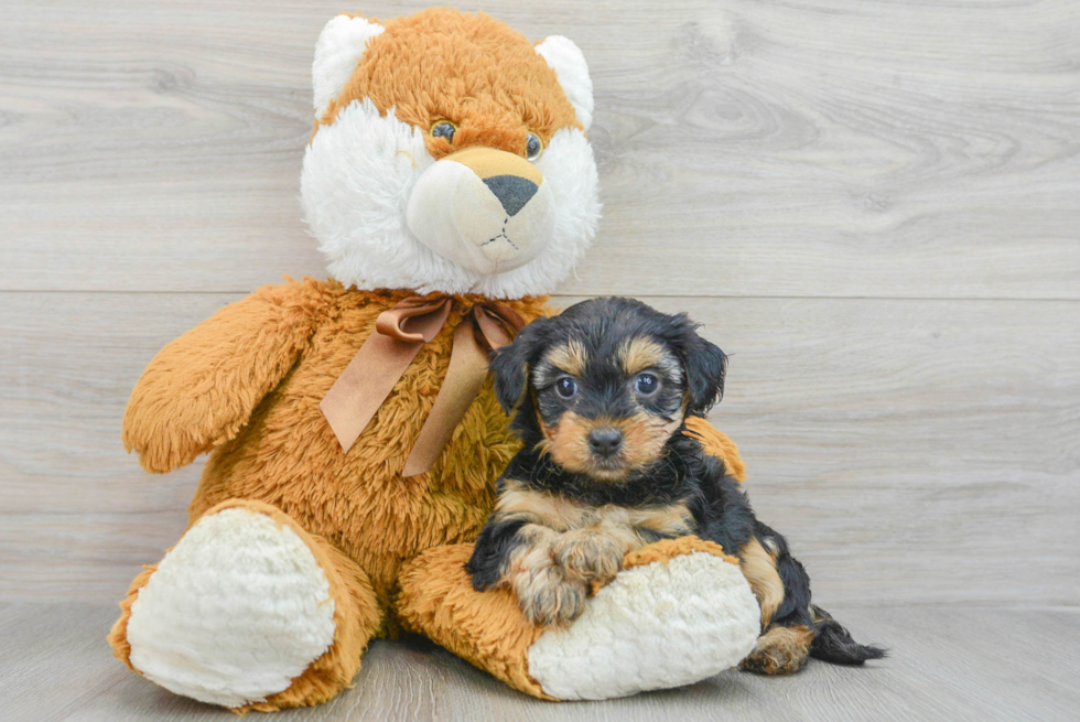 Energetic Yorkie Doodle Poodle Mix Puppy