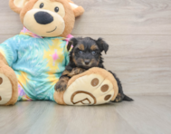 7 week old Yorkie Poo Puppy For Sale - Premier Pups