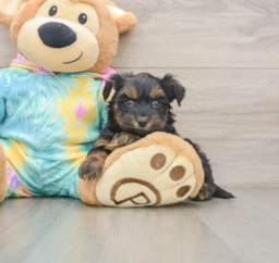 8 week old Yorkie Poo Puppy For Sale - Premier Pups