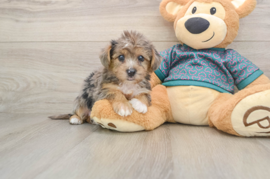 Best Yorkie Poo Baby