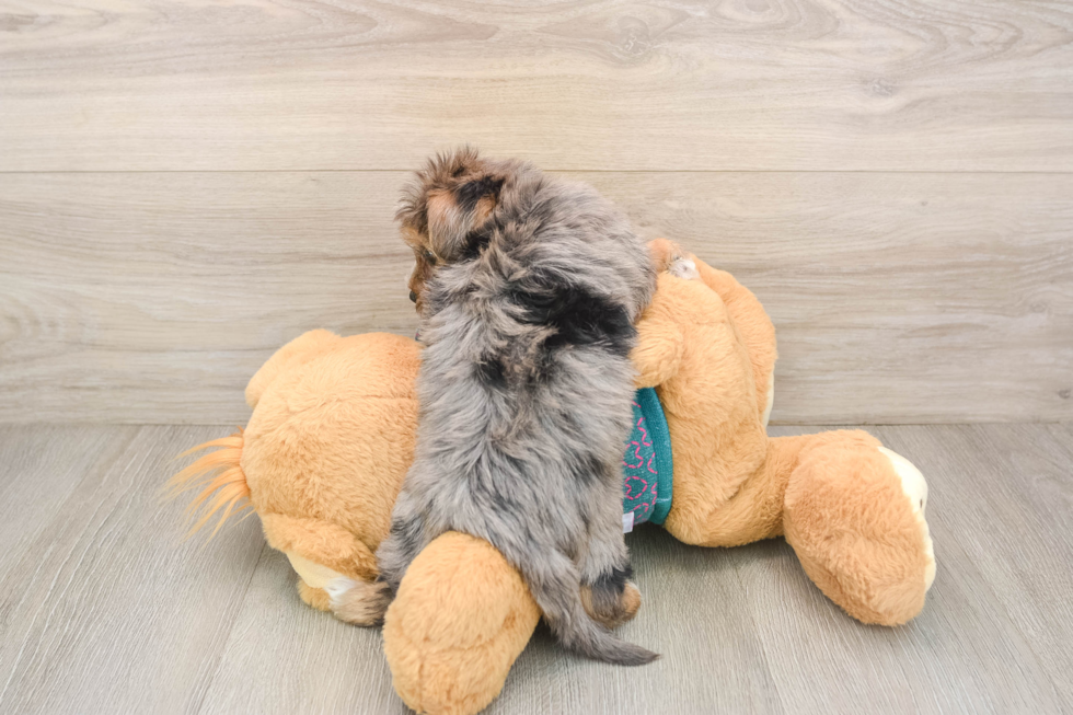 Yorkie Poo Puppy for Adoption