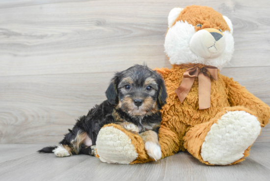 Happy Yorkie Poo Baby