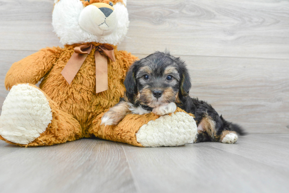 Hypoallergenic Yorkie Doodle Poodle Mix Puppy