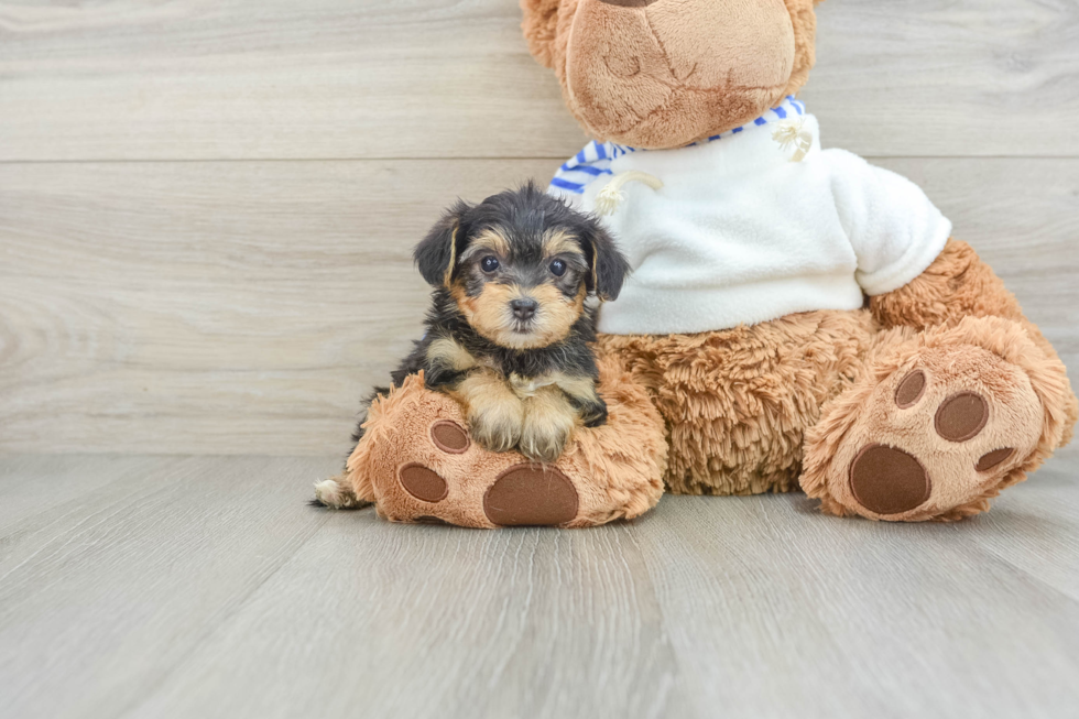 Sweet Yorkie Poo Baby