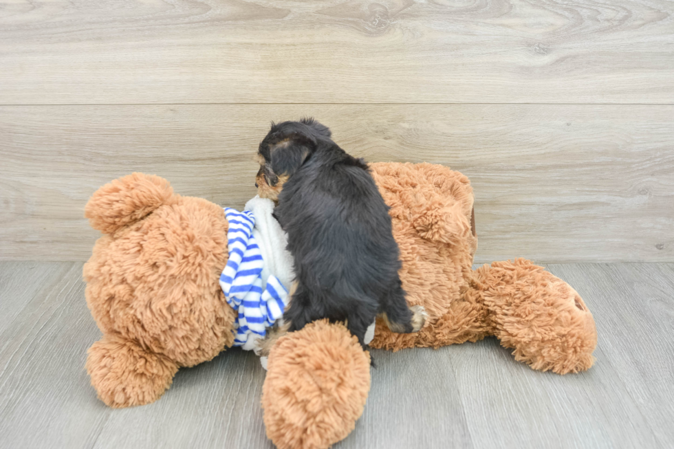 Petite Yorkie Poo Poodle Mix Pup