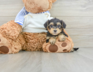 5 week old Yorkie Poo Puppy For Sale - Premier Pups