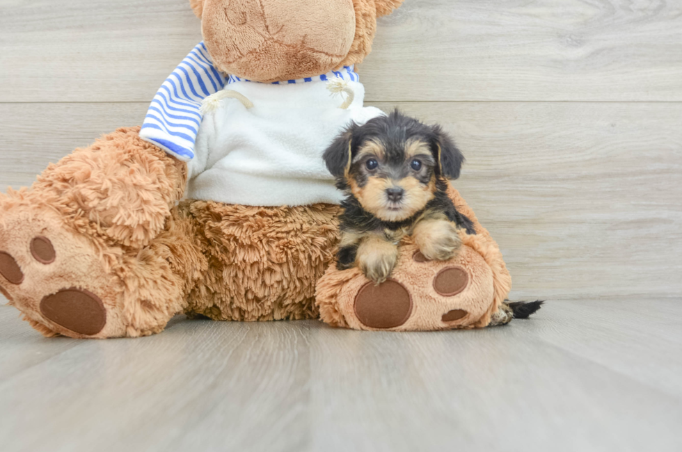 6 week old Yorkie Poo Puppy For Sale - Premier Pups