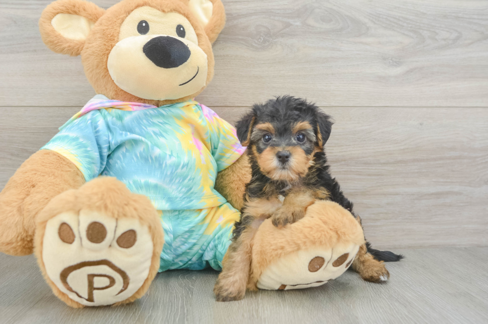 5 week old Yorkie Poo Puppy For Sale - Premier Pups