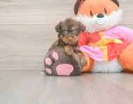 9 week old Yorkie Poo Puppy For Sale - Premier Pups