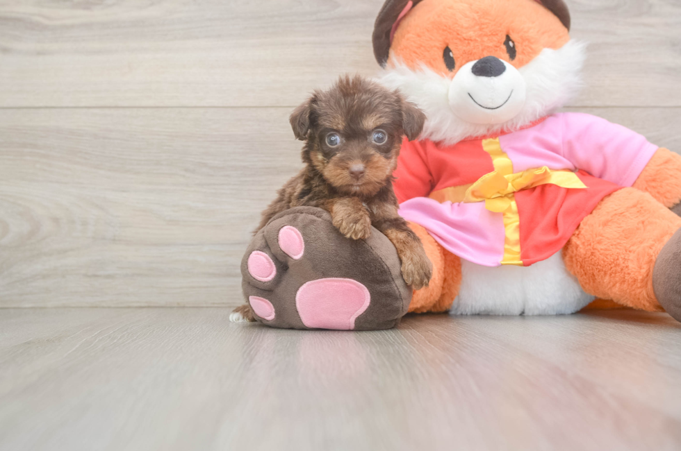 5 week old Yorkie Poo Puppy For Sale - Premier Pups