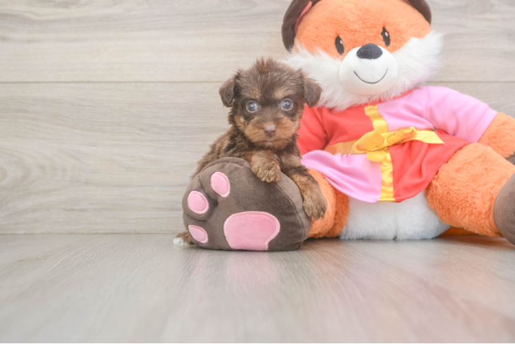 Meet Miley - our Yorkie Poo Puppy Photo  1/3 - Premier Pups Fluffy Yorkie Poo Poodle Mix Pup