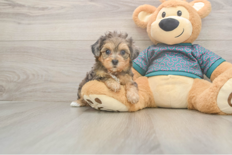 Friendly Yorkie Poo Baby