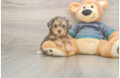 Friendly Yorkie Poo Baby
