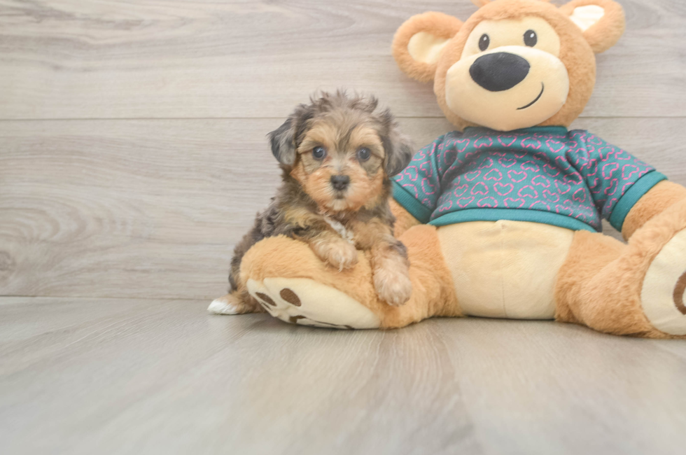 5 week old Yorkie Poo Puppy For Sale - Premier Pups