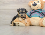9 week old Yorkie Poo Puppy For Sale - Premier Pups
