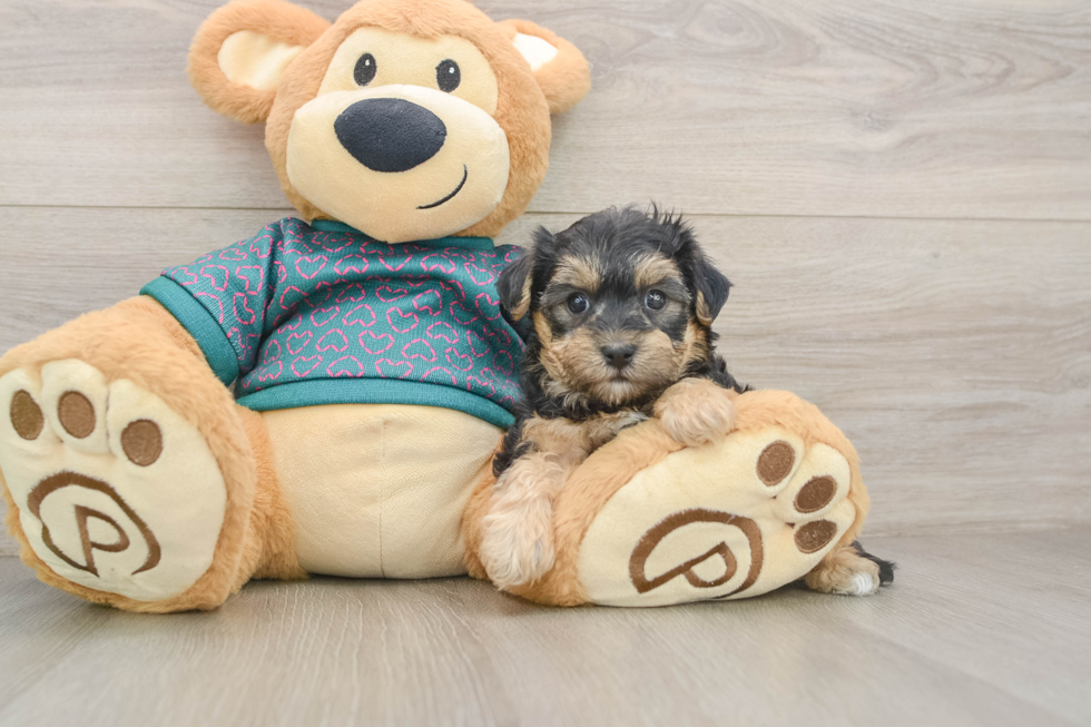 Smart Yorkie Poo Poodle Mix Pup