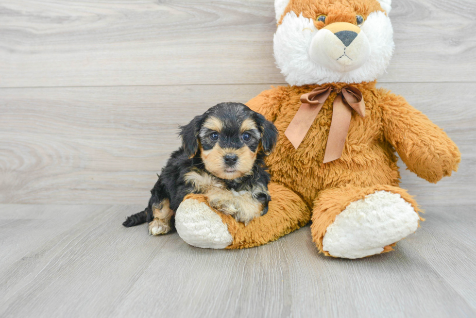 Yorkie Poo Pup Being Cute