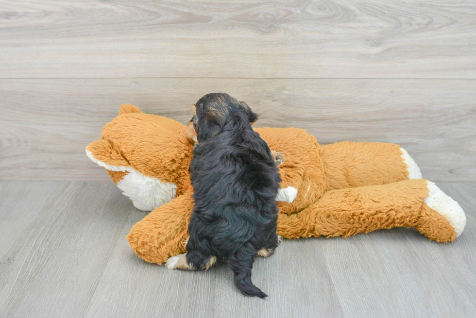 Funny Yorkie Poo Poodle Mix Pup