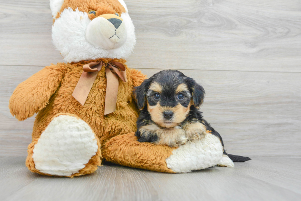 Yorkie Poo Puppy for Adoption