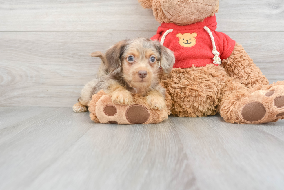 Best Yorkie Poo Baby